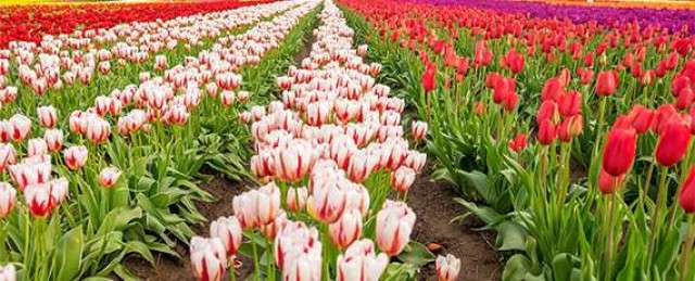 Список мест, где можно полюбоваться весенним цветением в Венгрии