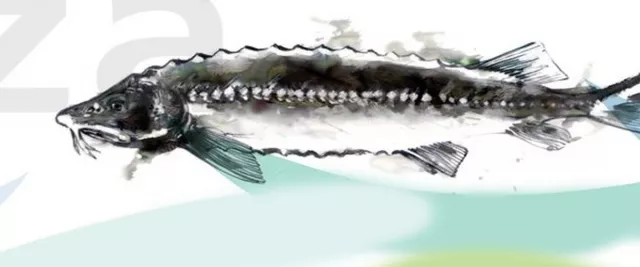 Белуга в Будапеште?