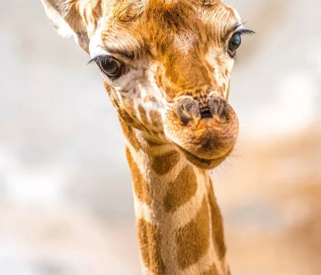 Excursion to Nyíregyháza with zoo visiting - 3