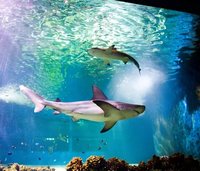 Excursion to Nyíregyháza with zoo visiting - 5