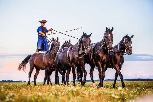 From Heviz to the Radpusta farm - horse show, tasting of Hungarian wines - group excursion - 6