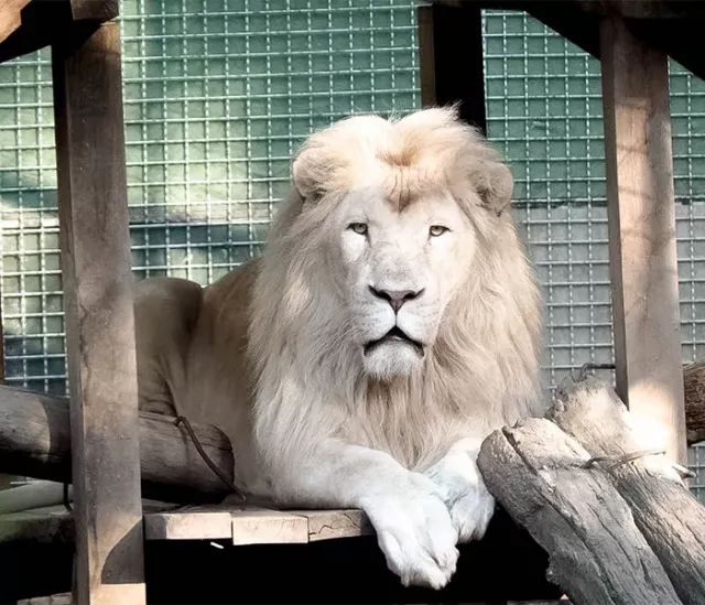 Excursion to Nyíregyháza with zoo visiting - 1