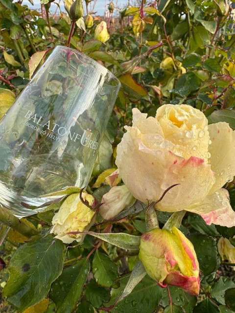 Дегустация вин  в долине Балатонских холмов- групповая экскурсия из Хевиза  - 3