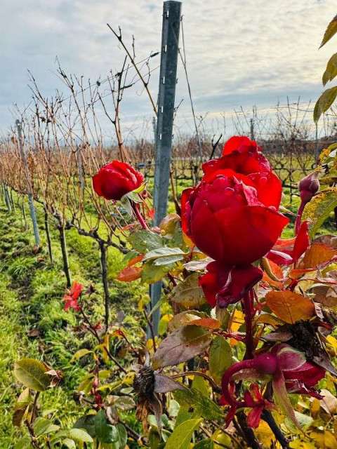 Дегустация вин  в долине Балатонских холмов- групповая экскурсия из Хевиза  - 6