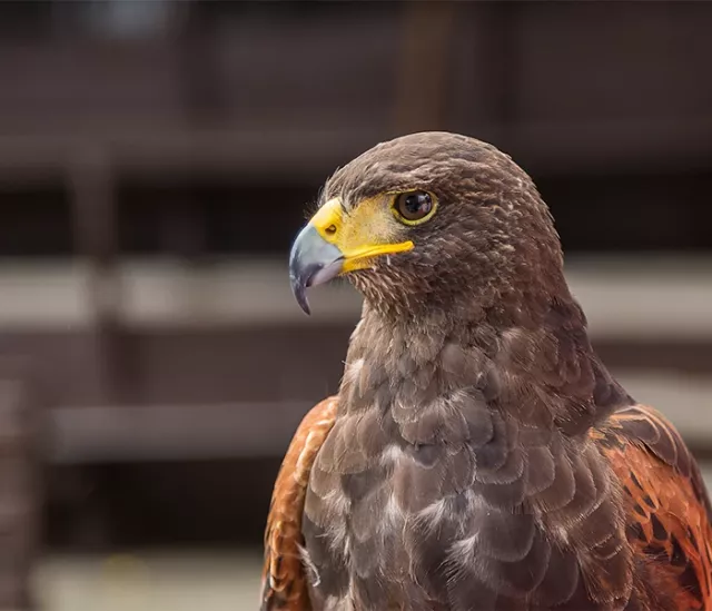 Danube Bend with lunch and knight tournament - 3
