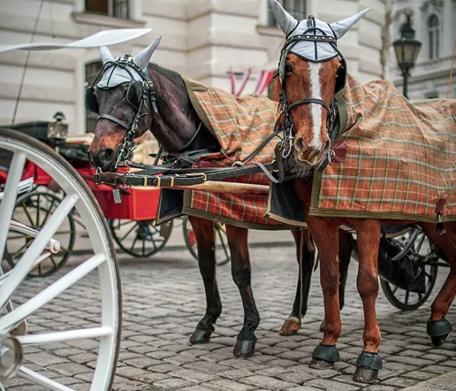 Private Tour to Vienna from Sárvár - 1