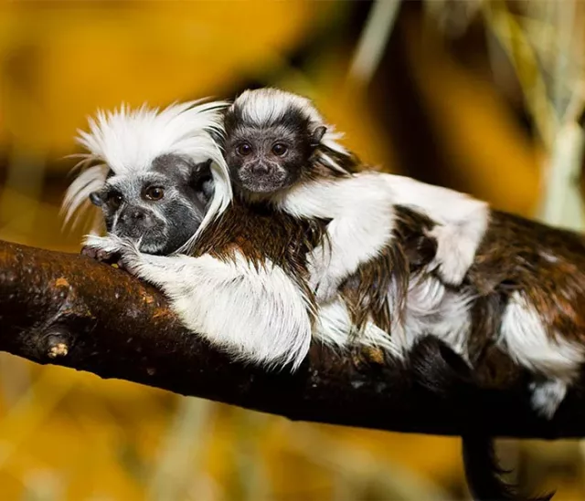 Excursion to Nyíregyháza with zoo visiting - 4