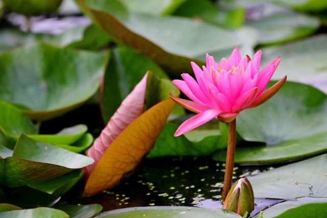 From Vienna: Budapest and Heviz - 1